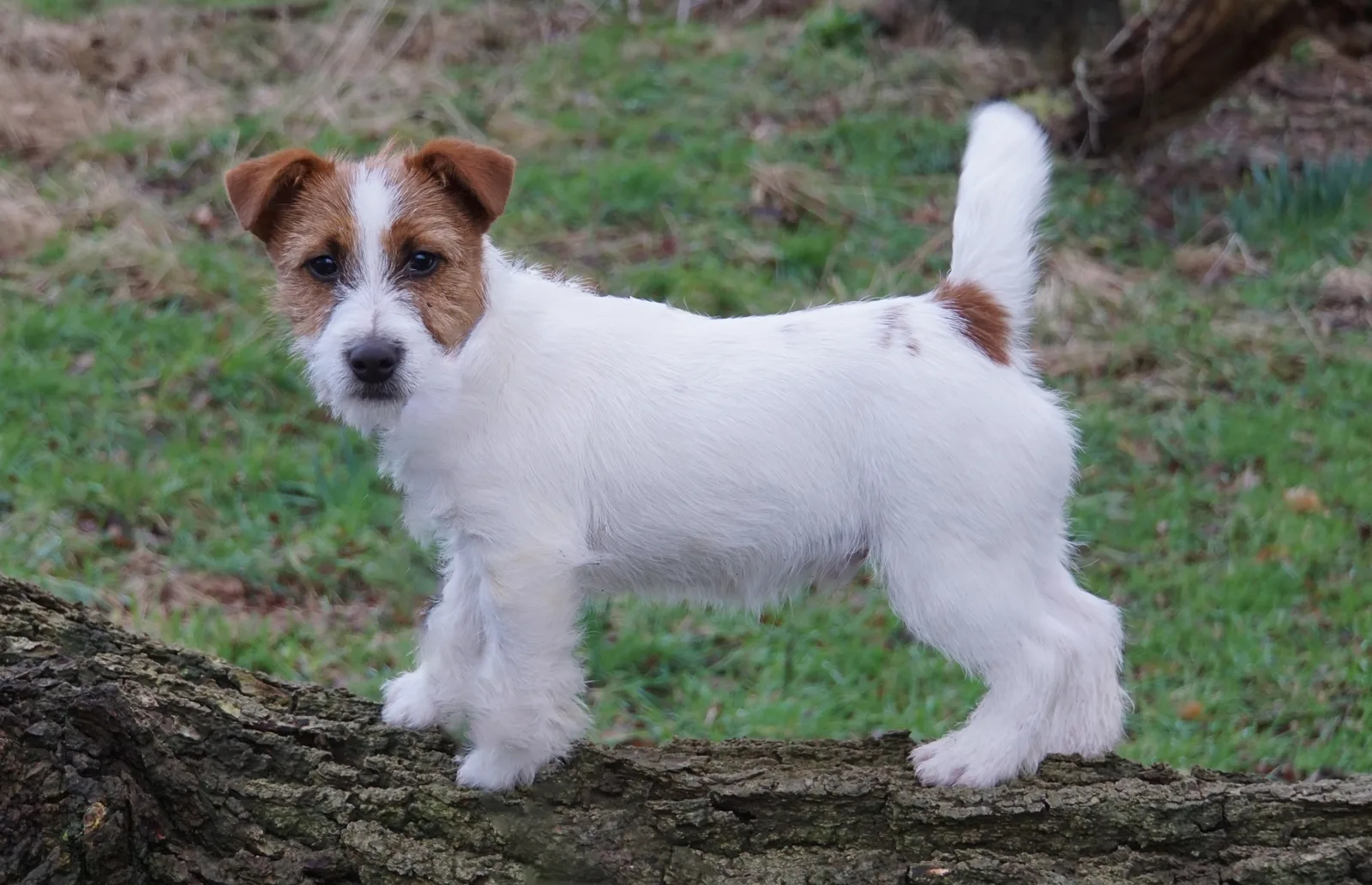 Jack Russell Emil