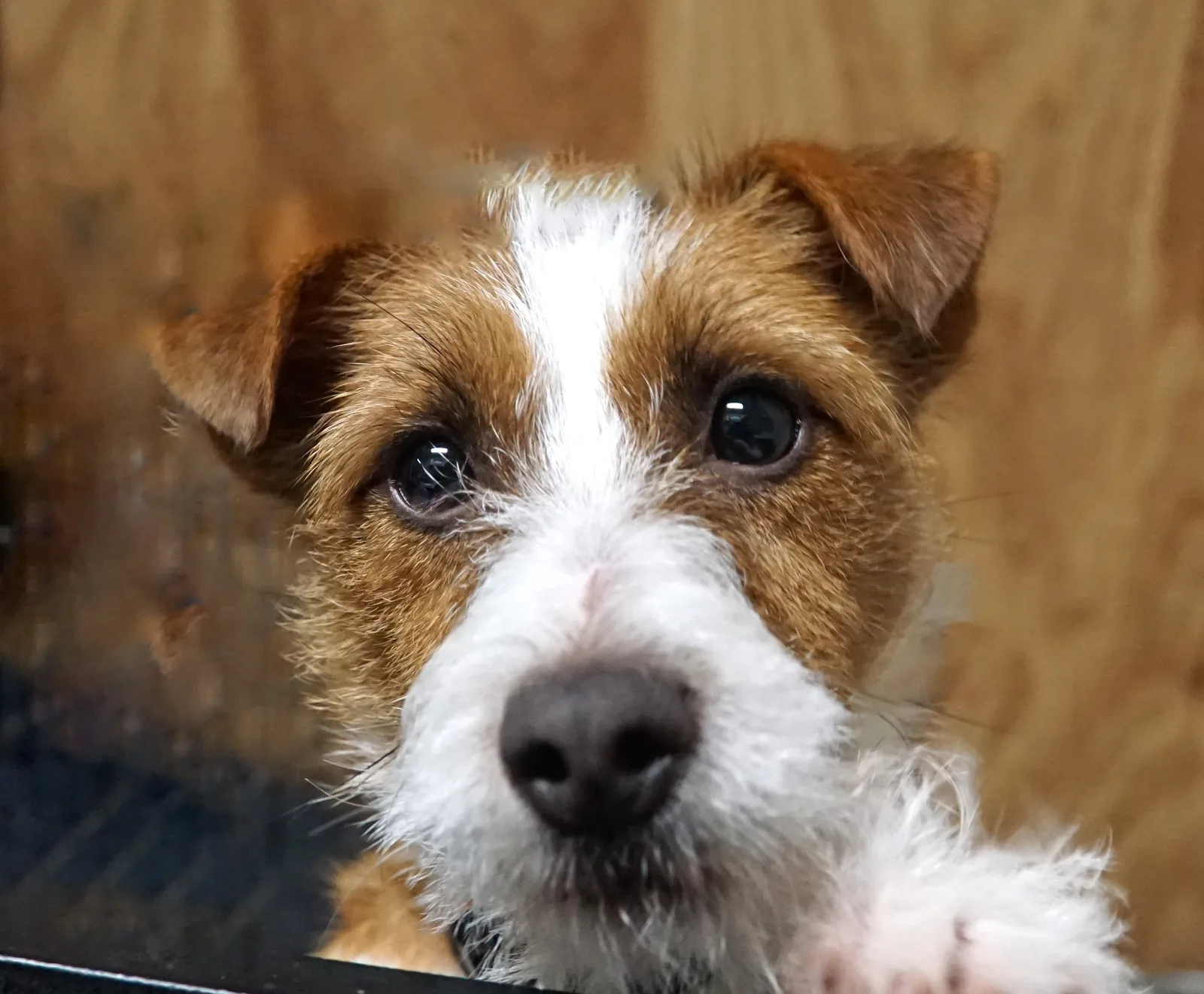Jack Russell Emil