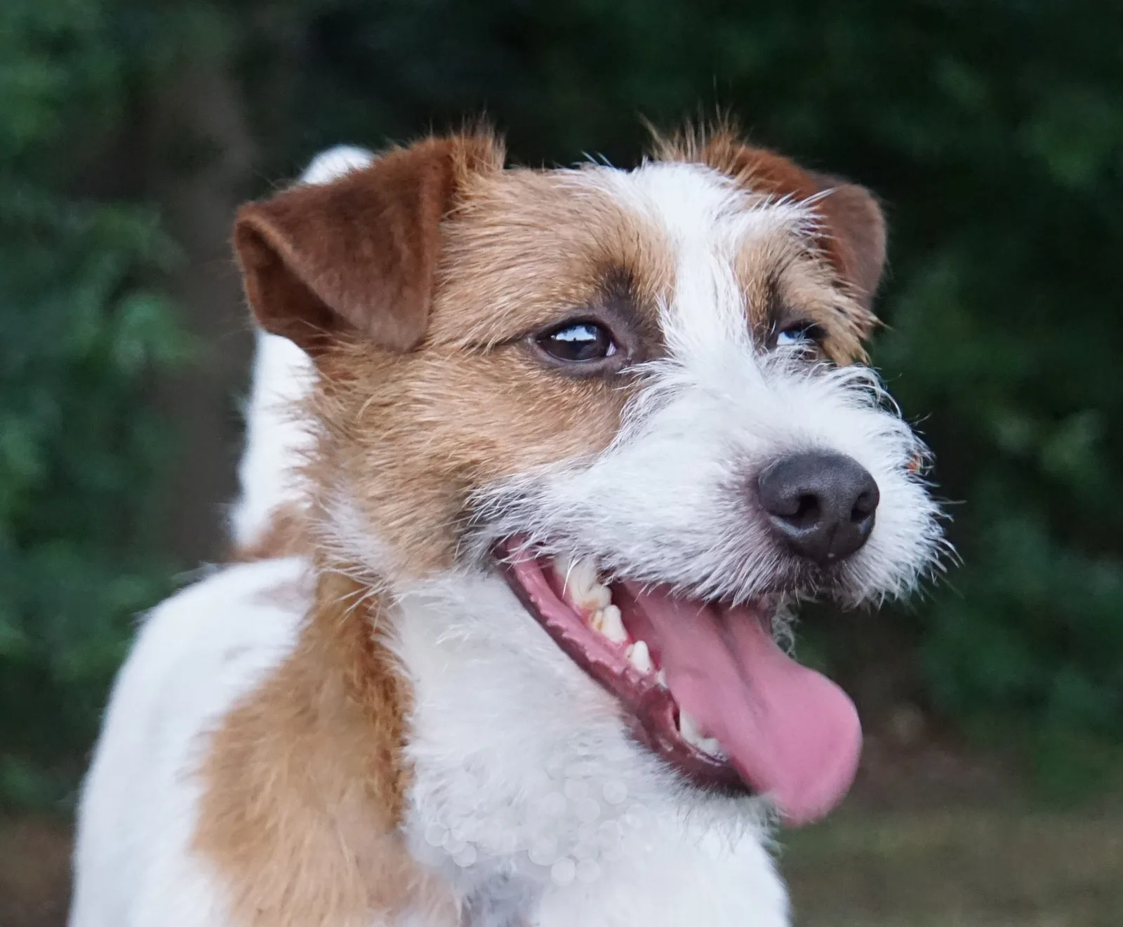 Jack Russell Emil