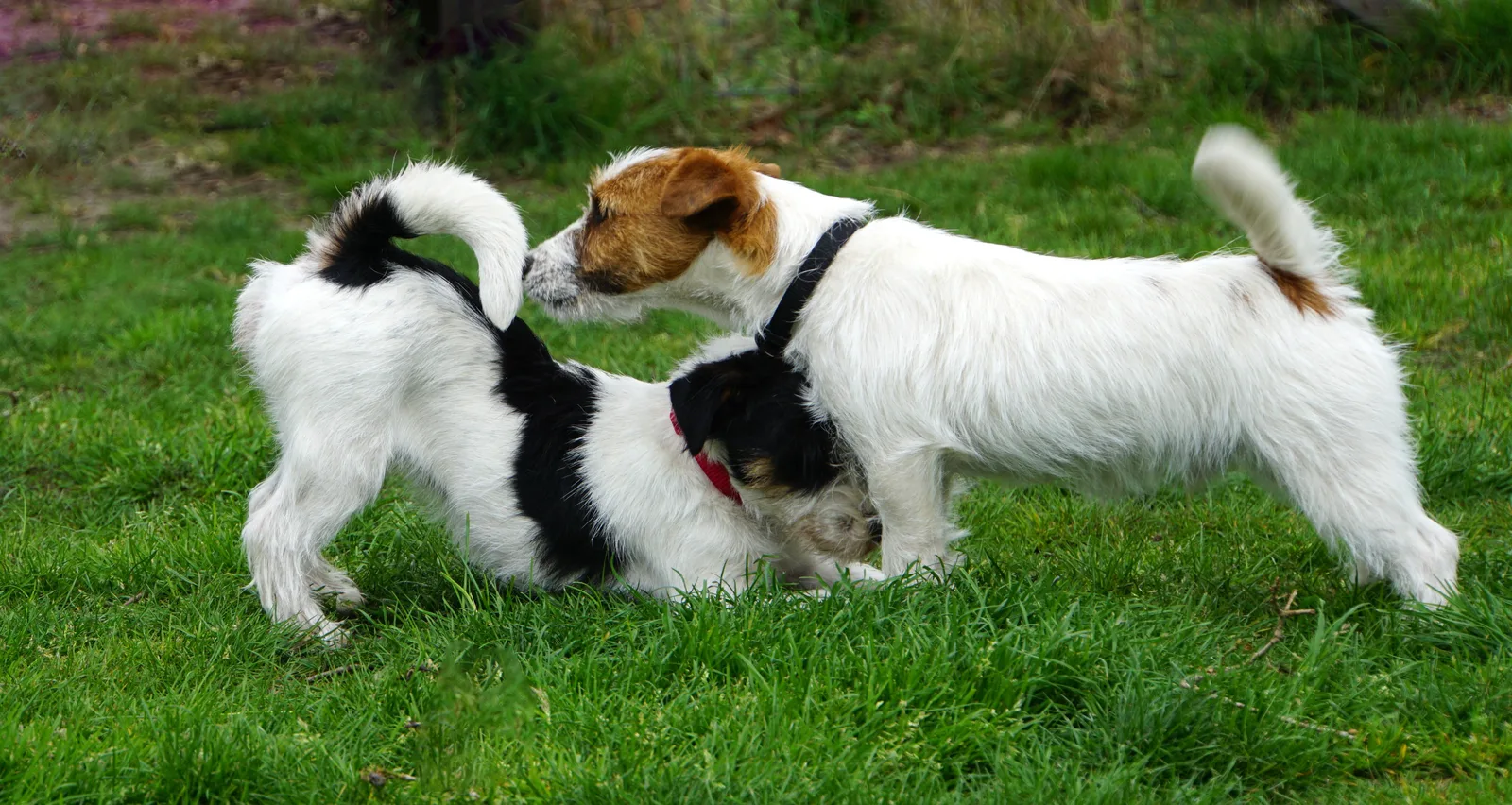 Jack Russell Emil