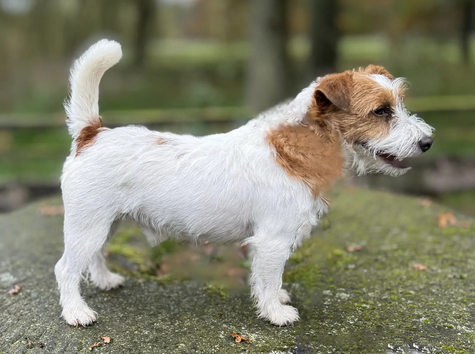 Jack Russell Emil