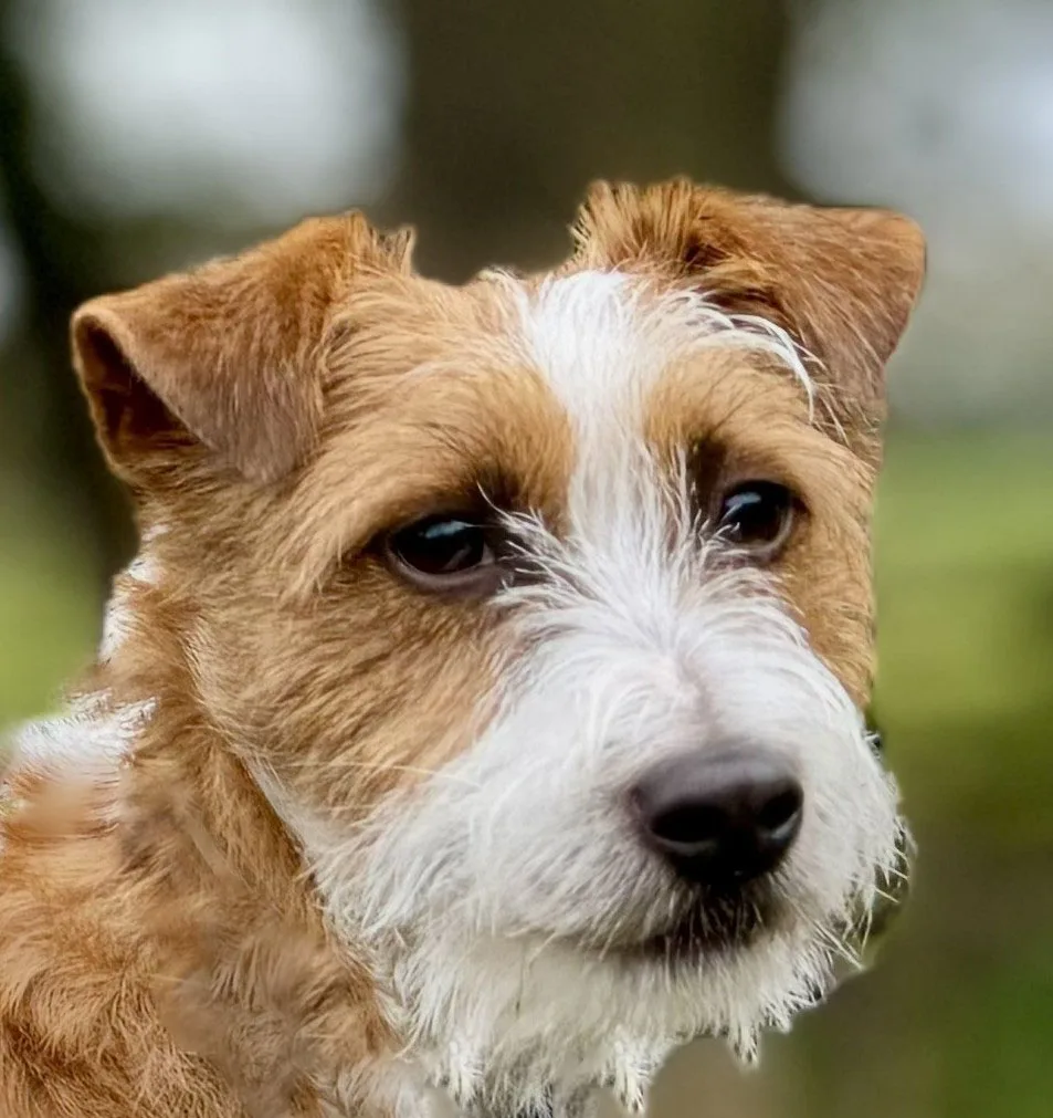 Jack Russell Emil